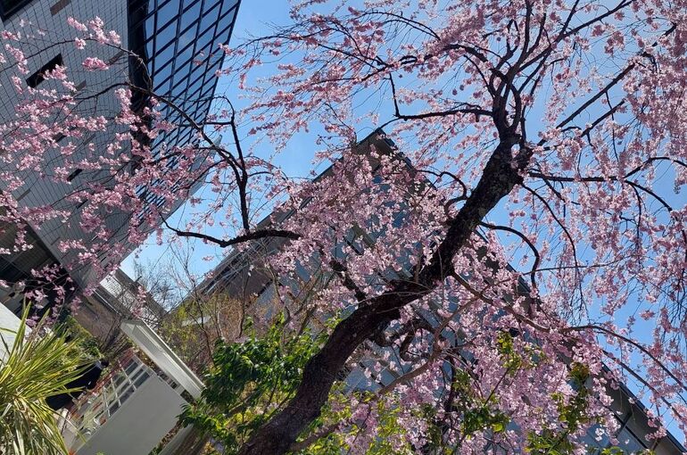 新しくサロンの看板が出来ました